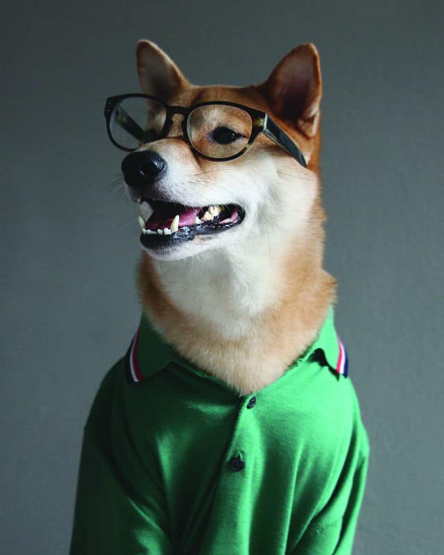 A menswear dog wearing glasses and a green shirt.