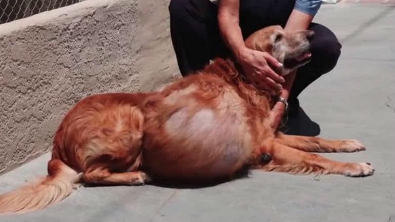 A recovering man petting an abandoned dog on the sidewalk.