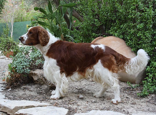 A brown and white dog standing in a garden, perfect for a dog breed quiz.