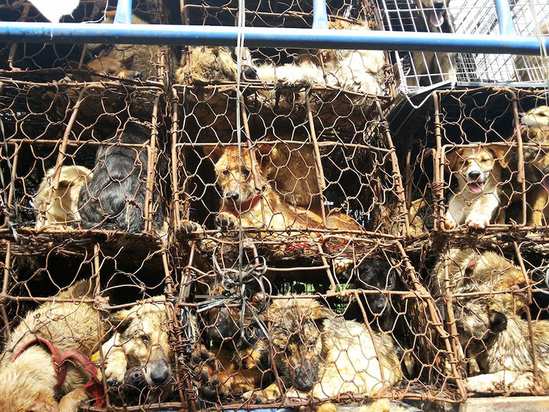 A group of Chinese dogs in cages, victims of the cruel and illegal End Dog Meat Trade.