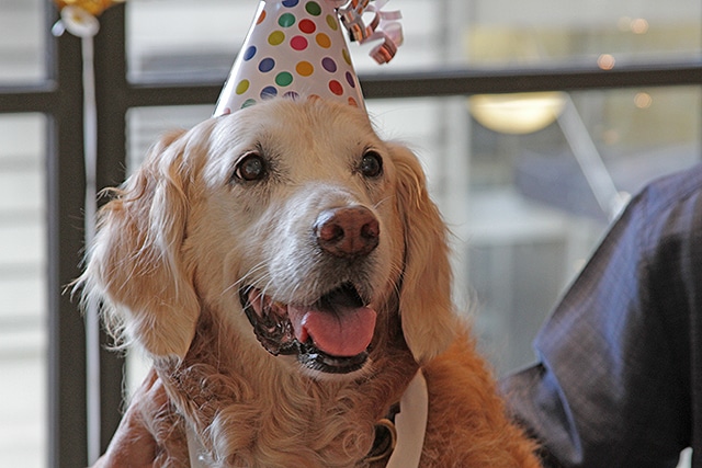 A 9/11 rescue dog wearing a birthday hat.