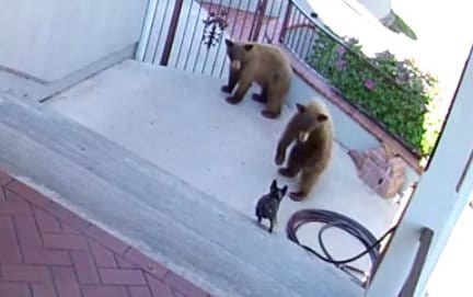 French bulldog takes on two bears while walking down the steps.