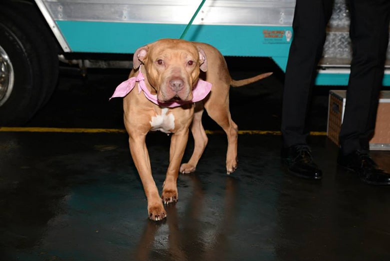 A dog wearing a pink bow standing in front of a truck at an Animal Care Centers event in NYC's Spring Fling.