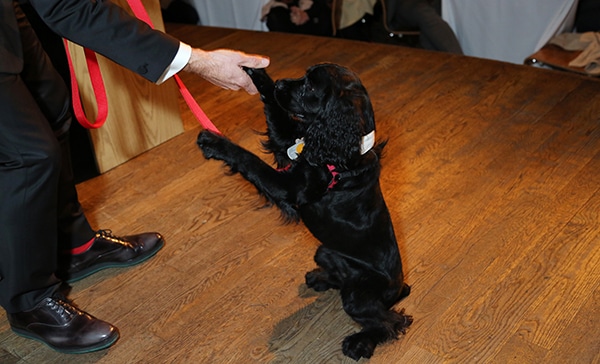 A black cocker spaniel is being petted by a man in a suit at an Animal Care & Control facility.