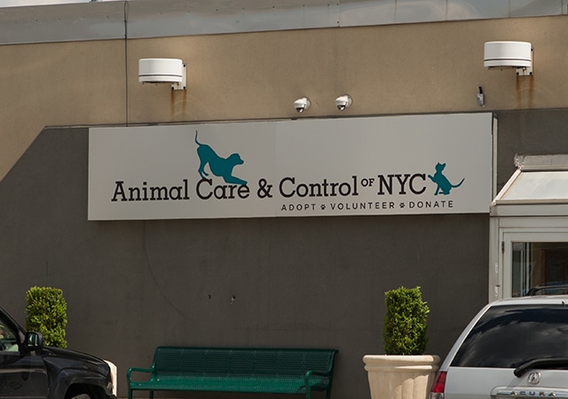 Animal care & control of NYC.