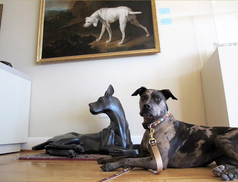 New York City to Get a Dog Museum Next Year