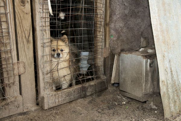 A dog sits in a cage at an ASPCA shelter.