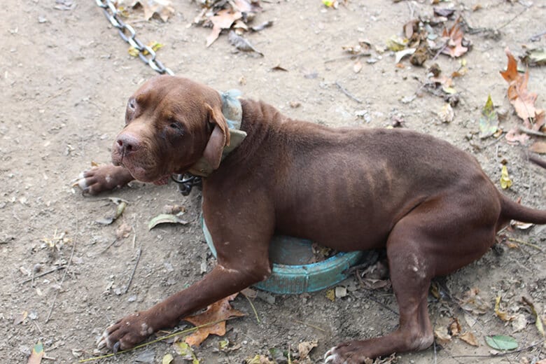 Despite Years of Cruelty, Pit Bulls Wagged Their Tails When Saved From Dog Fighting Ring