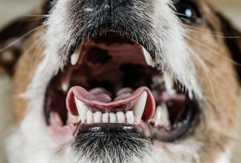 Smelly Kisses? Here Are 4 Major Reasons Your Dog Has Really Bad Breath.