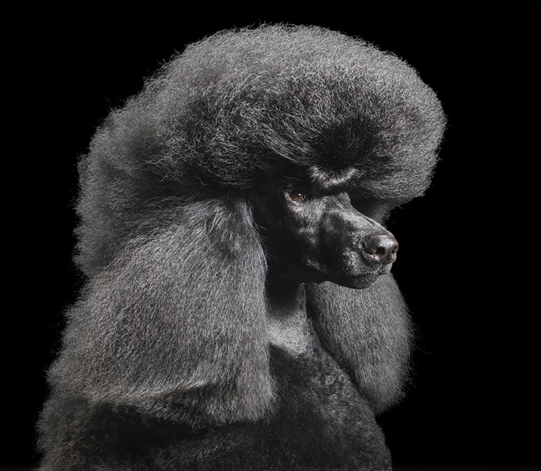 More Than Human? Renowned Photographer Tim Flach Blurs the Lines Between Man and His Best Friend.