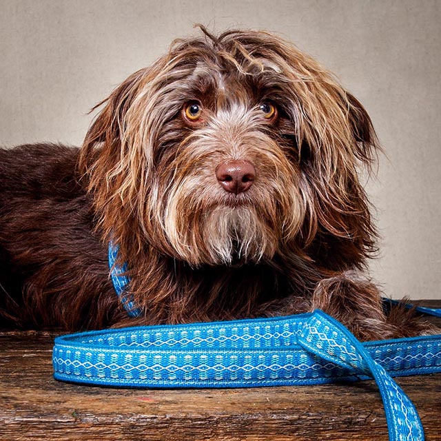 Allku Taps Into Its Ecuadorian Roots to Create a Beautiful, Handmade Dogwear Line