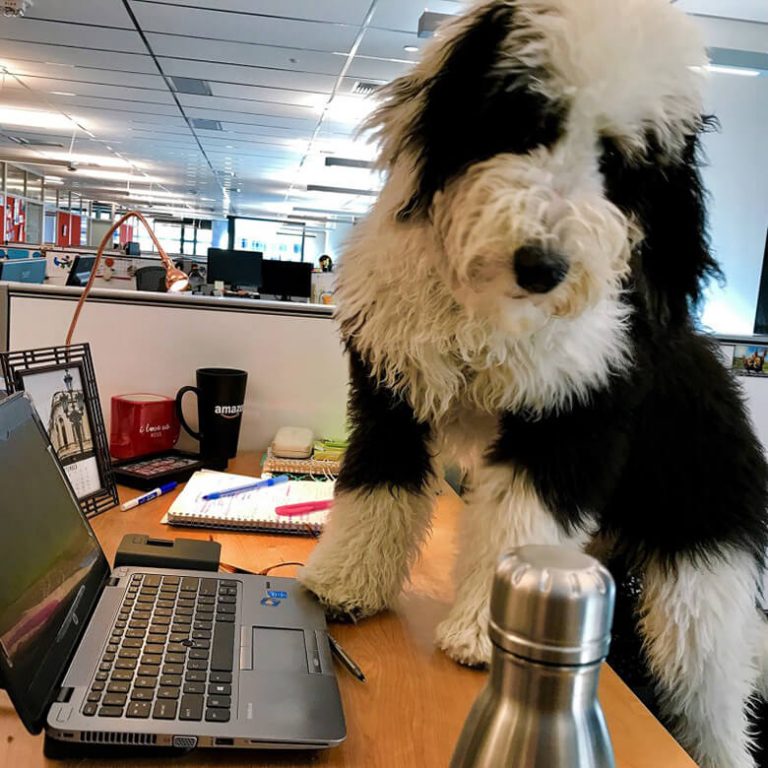 Amazon’s DogFriendly Headquarters Is 6,000 Pups Strong