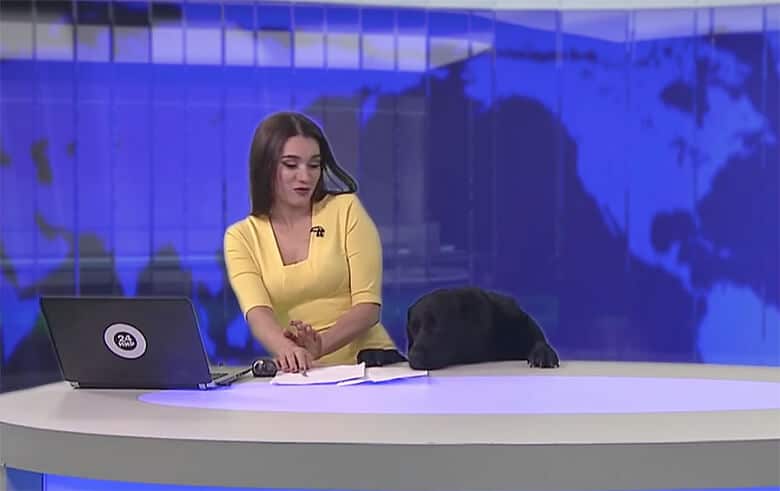 Newscaster Gets a Surprise Guest Anchor: An Adorable Black Lab