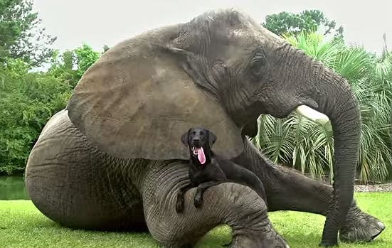 An elephant with a dog, showing their friendship and bond.