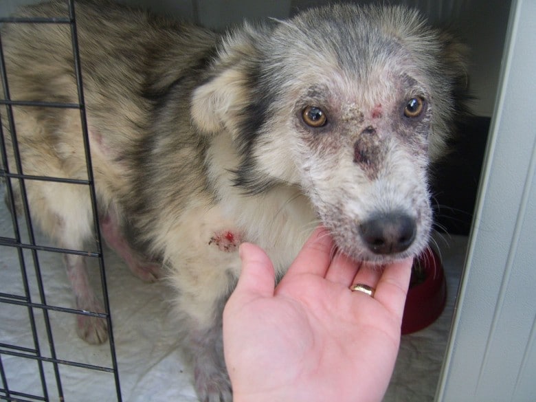 Girl Overcomes Her Fear of Dogs to Save a Scared Stray