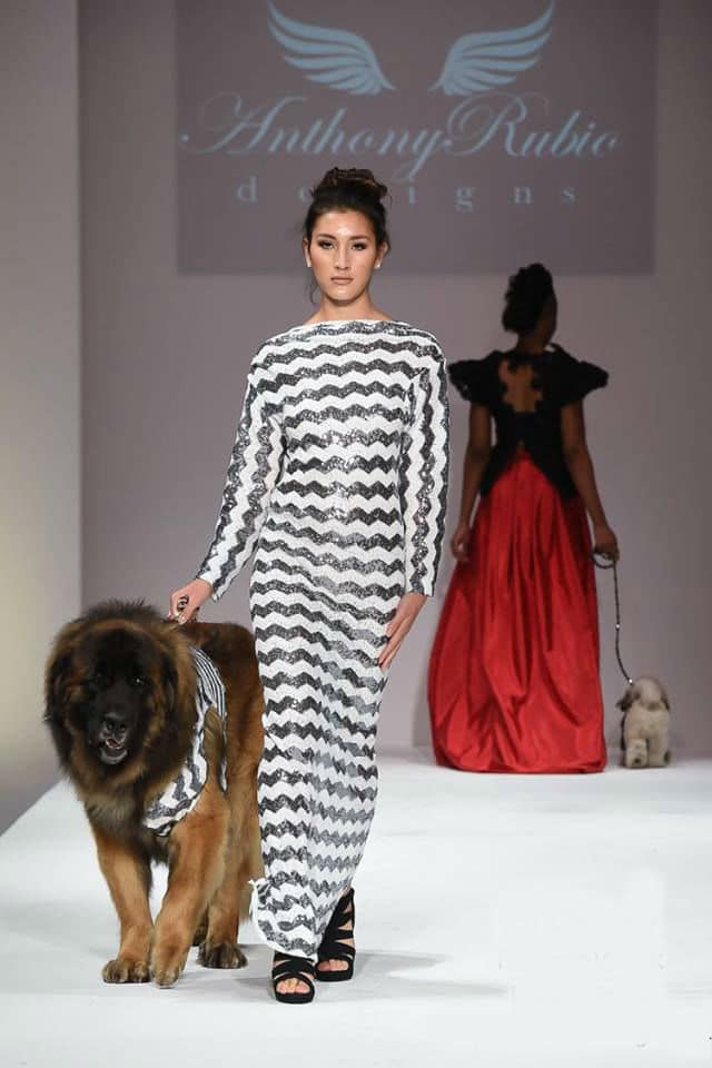 A model struts down the runway at New York Fashion Week with a dog.