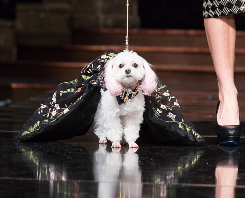 A white dog steals the spotlight on the NYFW runway in a dress.