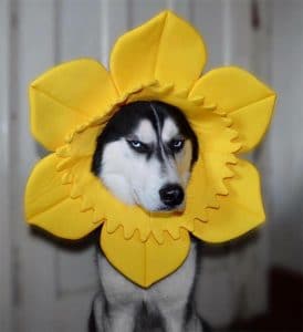 A famous husky wearing a yellow flower hat.