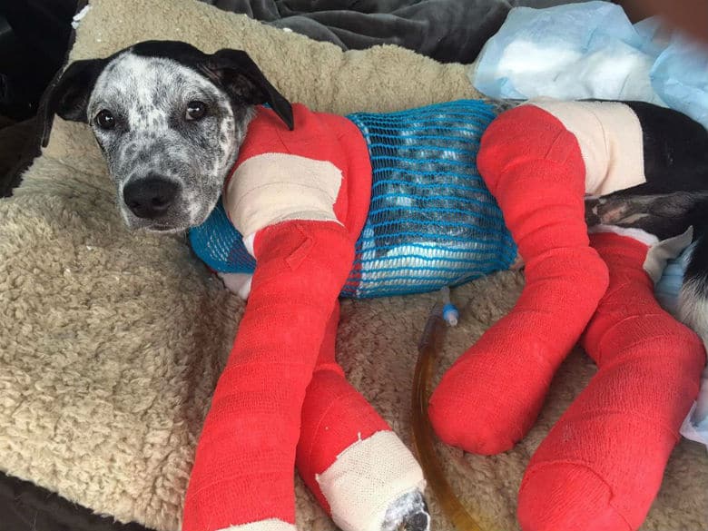 Despite Full-Body Cast, Recovering Dog Still Wags His Tail