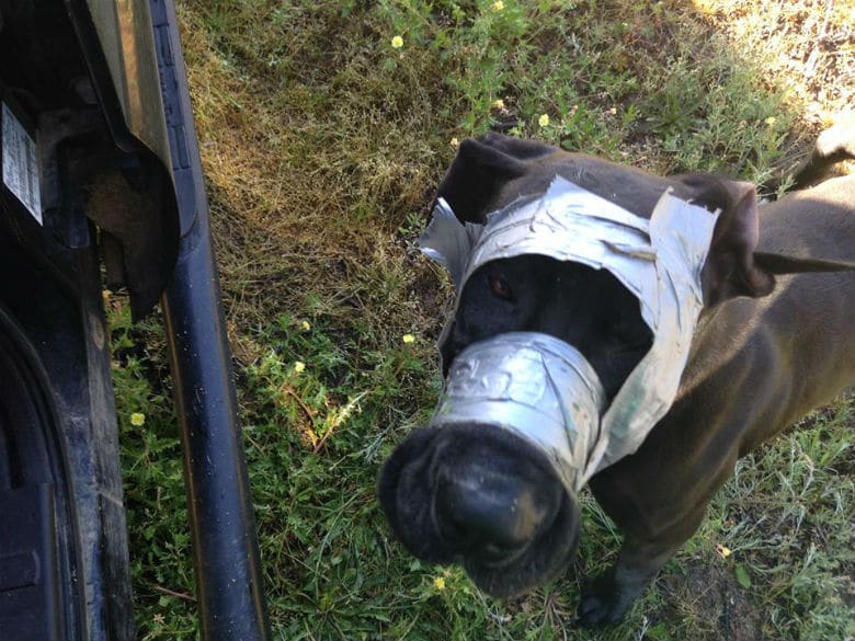 In South Carolina, Another Dog Discovered With Her Mouth Duct-Taped Shut