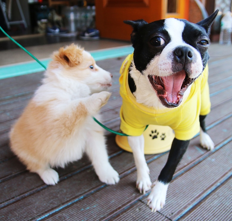 A True Dog-Friendly Restaurant Set to Open in Brooklyn Next Year