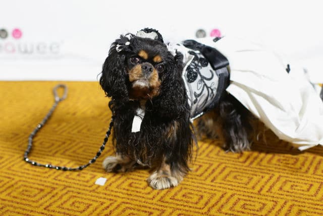 A black and white dog dressed up in a wedding dress at Bideawee's event.