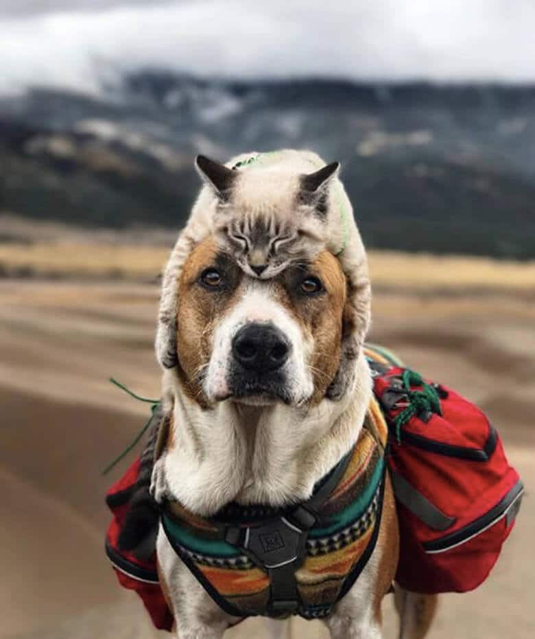 Dog and Cat Are Best Buds on Hiking Trips