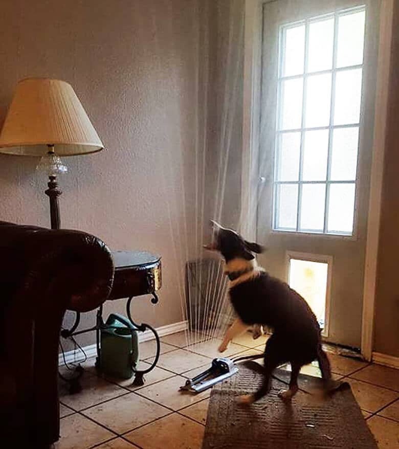 A Border Collie drags a sprinkler through a living room, creating a playful and amusing sight.