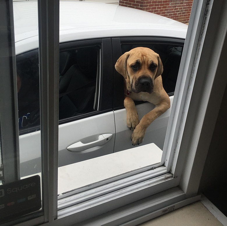 The First Dog Food Drive-Thru Serves Up 'Bowwow Bowls' for Pups