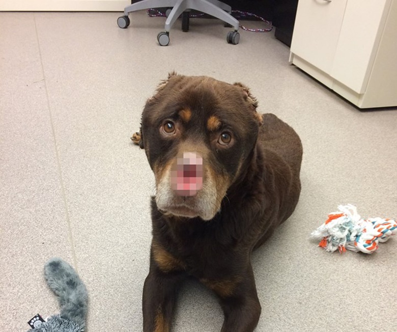 Dog Discovered With His Nose Cut Off Is On Road to Recovery