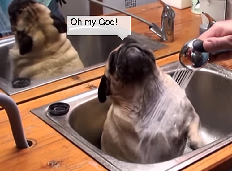 We All Wish Our Dogs Enjoyed Bathes as Much as This Pug