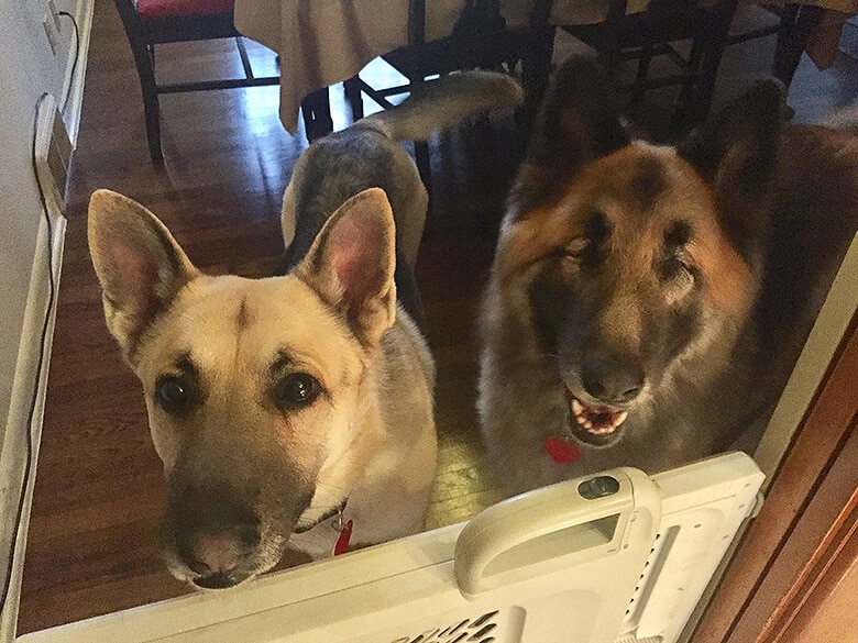 Blind German Shepherd Has Her Own ‘Seeing Eye Dog’ to Help Her Get Around