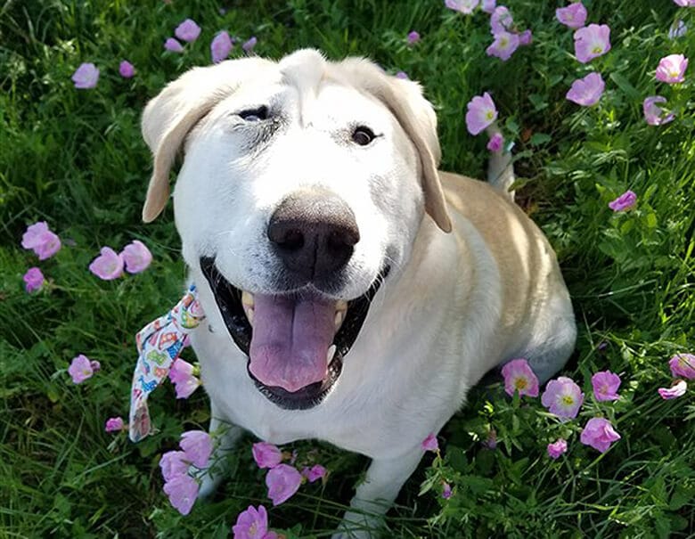 Dog Born With Deformed Face Finally Learns What It Is Liked to Be Loved