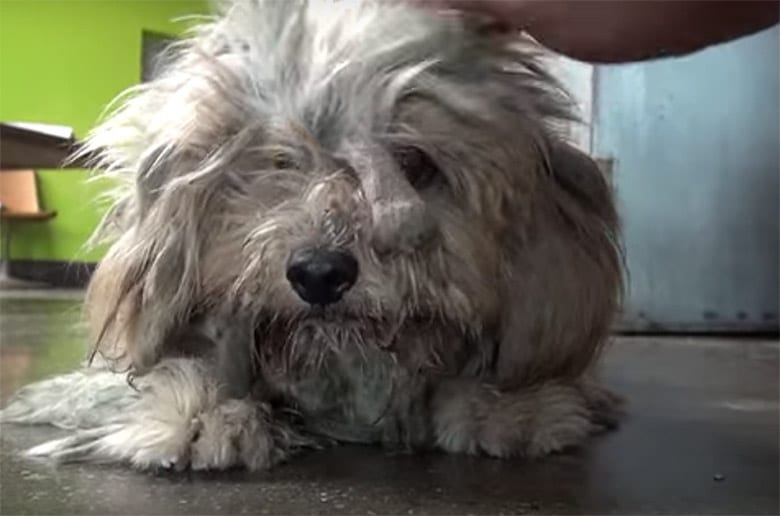 Stray Dog Covered in Lice and Mats Is Completely Unrecognizable After Major Transformation