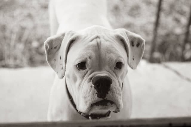 Senior Dog Says Goodbye to His Beloved Owner in Heartbreaking Letter