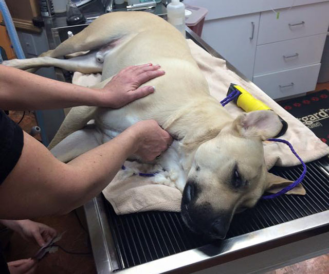 Dog Saves Hundreds of Pups By Donating His Blood