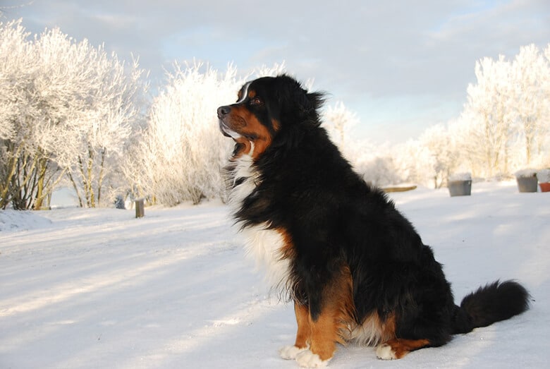 Everything You Need to Know About the Bernese Mountain Dog