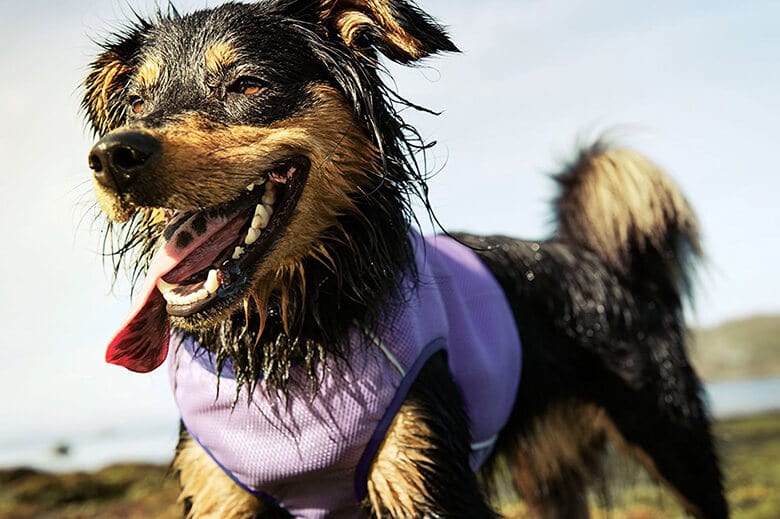 The Best Cooling Vests and Bandanas to Keep Your Dog Comfortable in the Summer Heat