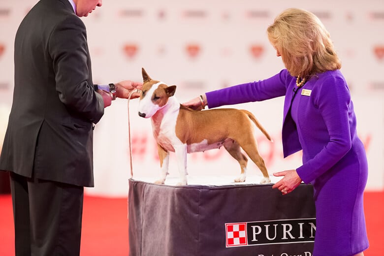 Hollywood to Host Westminster-Like Dog Show