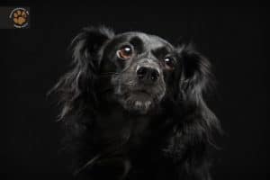 A black dog with soulful eyes looking at the camera on a dark background.