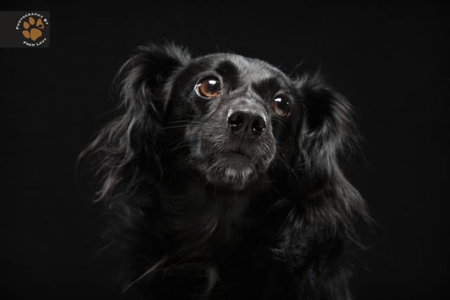 A black dog capturing the attention of the camera on a black background.