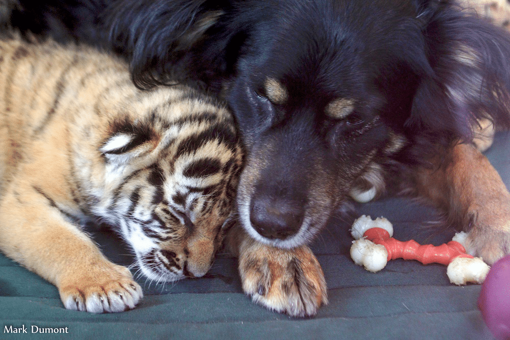 Cincinnati Zoo’s Dog Nanny Gets Called Into Action to Help Abandoned Tiger Cubs