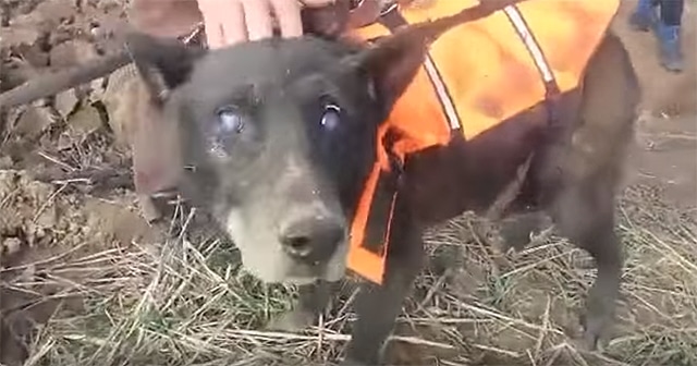 A person in an orange vest is holding a dog.