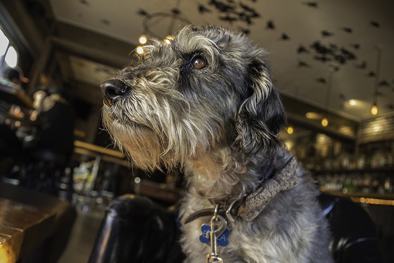 San Franciscans, Follow Your Nose to the Dog-Friendly Bloodhound Bar