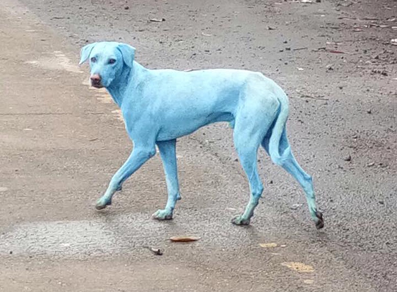 After Bright Blue Dogs in India Go Viral, Plant Reportedly Responsible Gets Shut Down