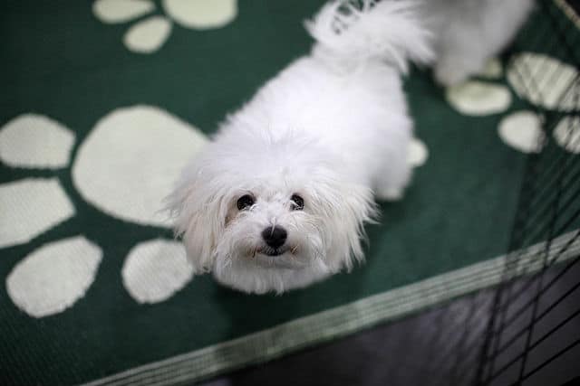 Burke's white dog peacefully standing on a green rug.