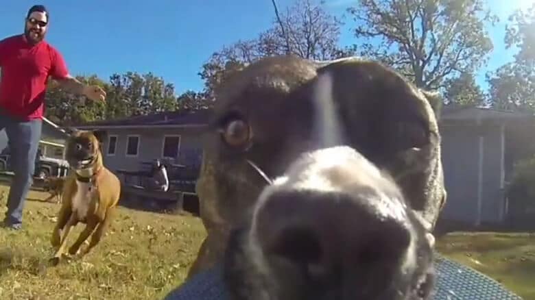 A man is capturing a viral video of his dog's view.