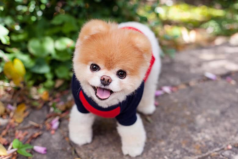 Social Media Sensation Boo the Pomeranian Dies of a ‘Broken Heart’