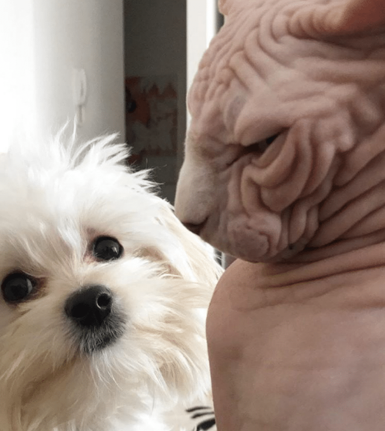 Puppy and Hairless Cat Show Off Their Hilarious Friendship on Instagram