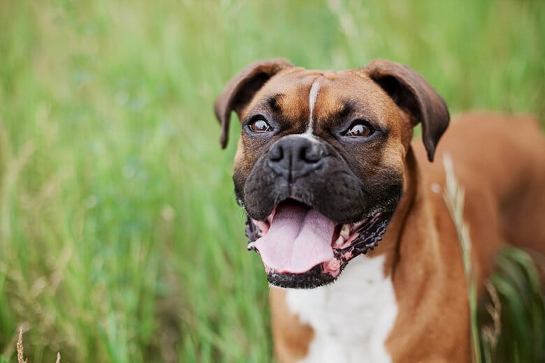 dog breeds with most allergies